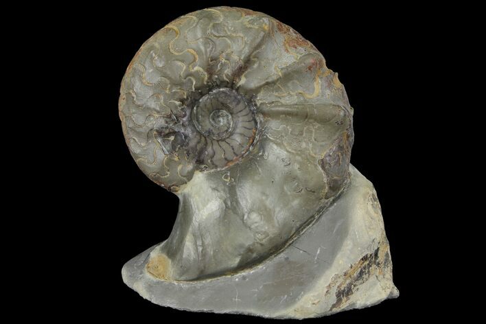 Unusual, Triassic Ammonite (Ceratites) Fossil - Germany #94058